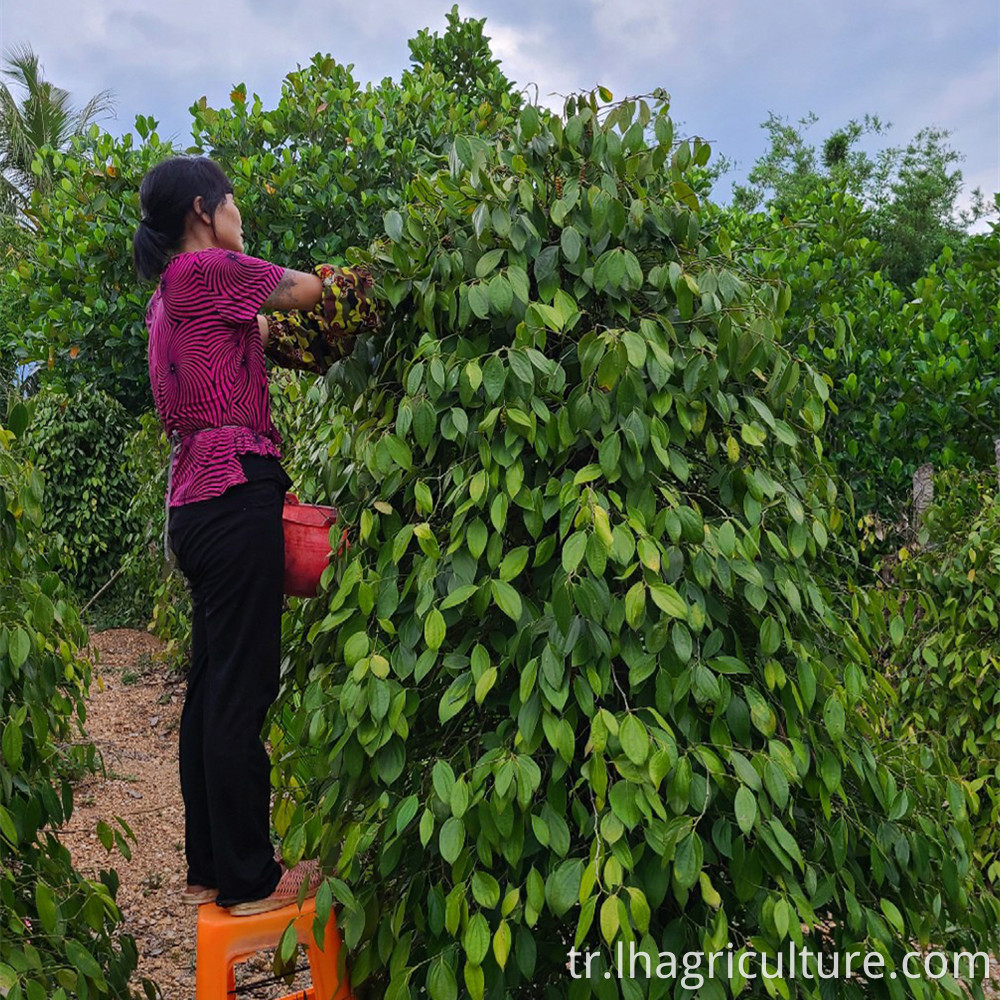 White Pepper Planting Management